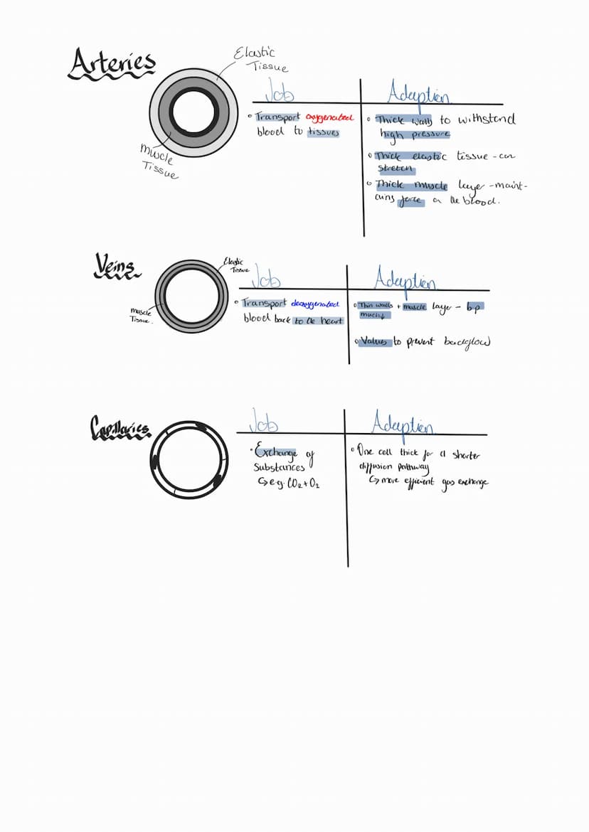 3-Cytoplasm begins
to clivide and
CI new cell wall will begin
to form.
pa
Binary fissian
=> division o
bacterial
1- Circular DNA anel
Plasmi
