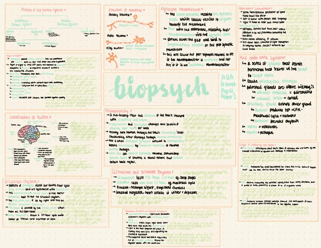 How Your Brain Changes: Neuroplasticity, Sleep Rhythms, and Synapses