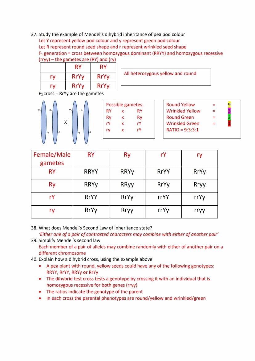 Inheritance Revision Questions
1. What is a gene?
A sequence of DNA that codes for a polypeptide and which occupies a specific locus on a
ch