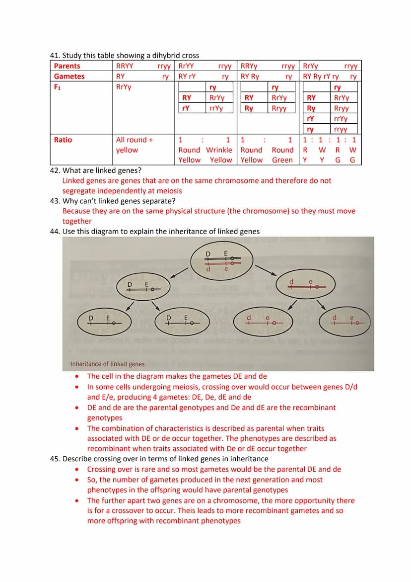 Inheritance Revision Questions
1. What is a gene?
A sequence of DNA that codes for a polypeptide and which occupies a specific locus on a
ch