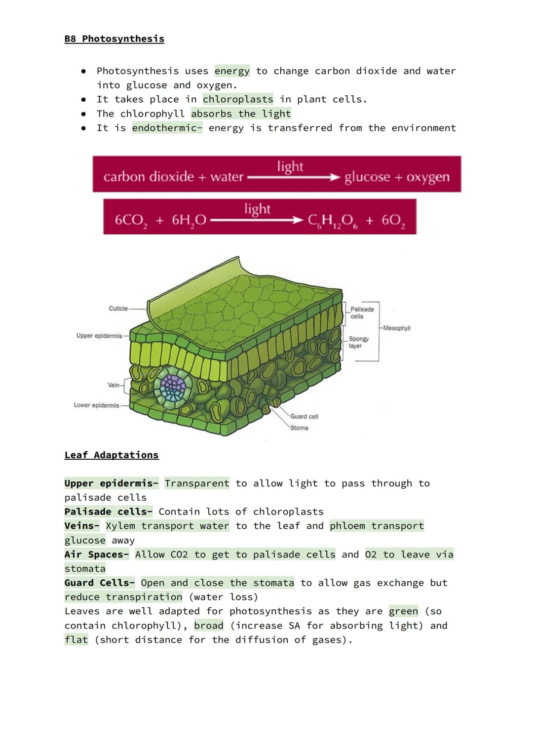 B8 Photosynthesis
Photosynthesis uses energy to change carbon dioxide and water
into glucose and oxygen.
It takes place in chloroplasts in p
