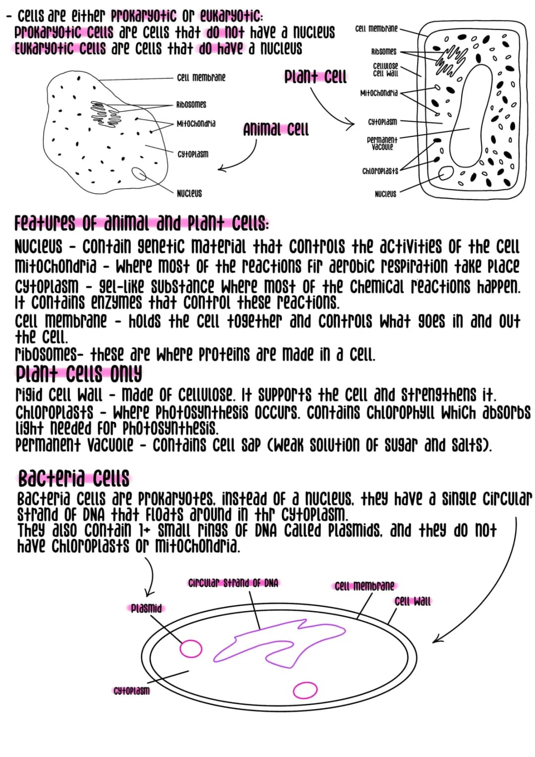 GCSE Biology B1 Cell Biology Revision Notes - PDF FREE Download