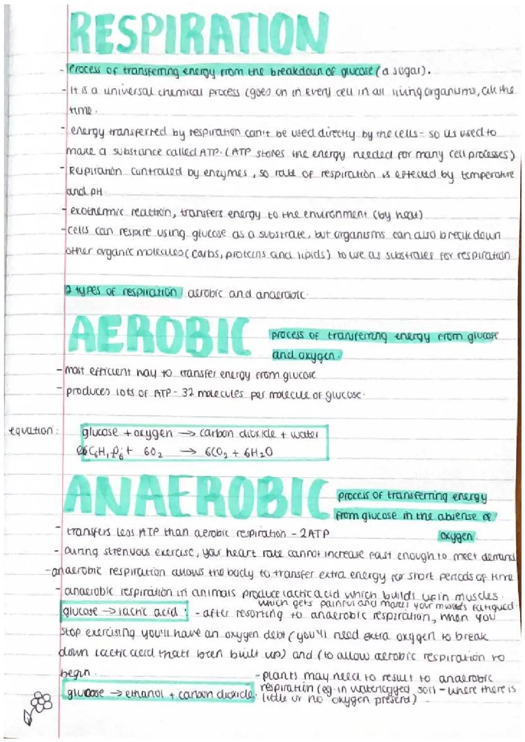 Respiration aerobic and anaerobic 