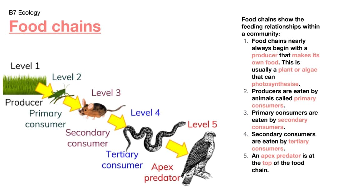 Food chains