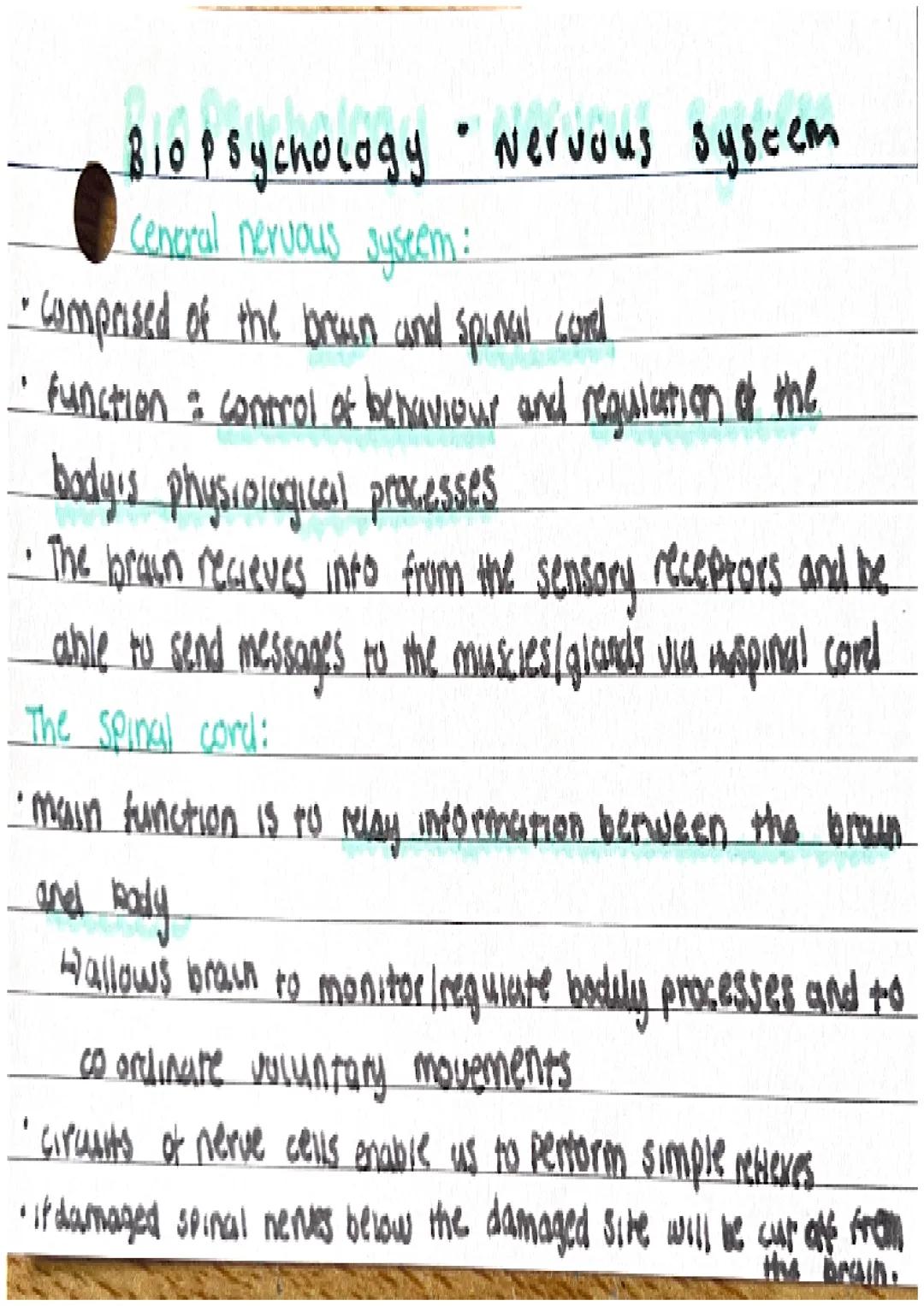 Biopsychology • Nervous system
Ceneral nervous system:
• comprised of the brown and spuncal coved
• function control of behaviour and regula