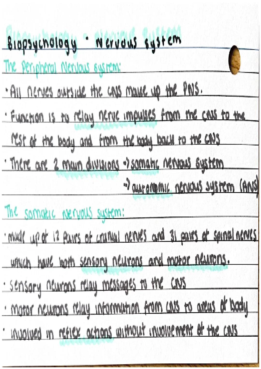 Biopsychology • Nervous system
Ceneral nervous system:
• comprised of the brown and spuncal coved
• function control of behaviour and regula