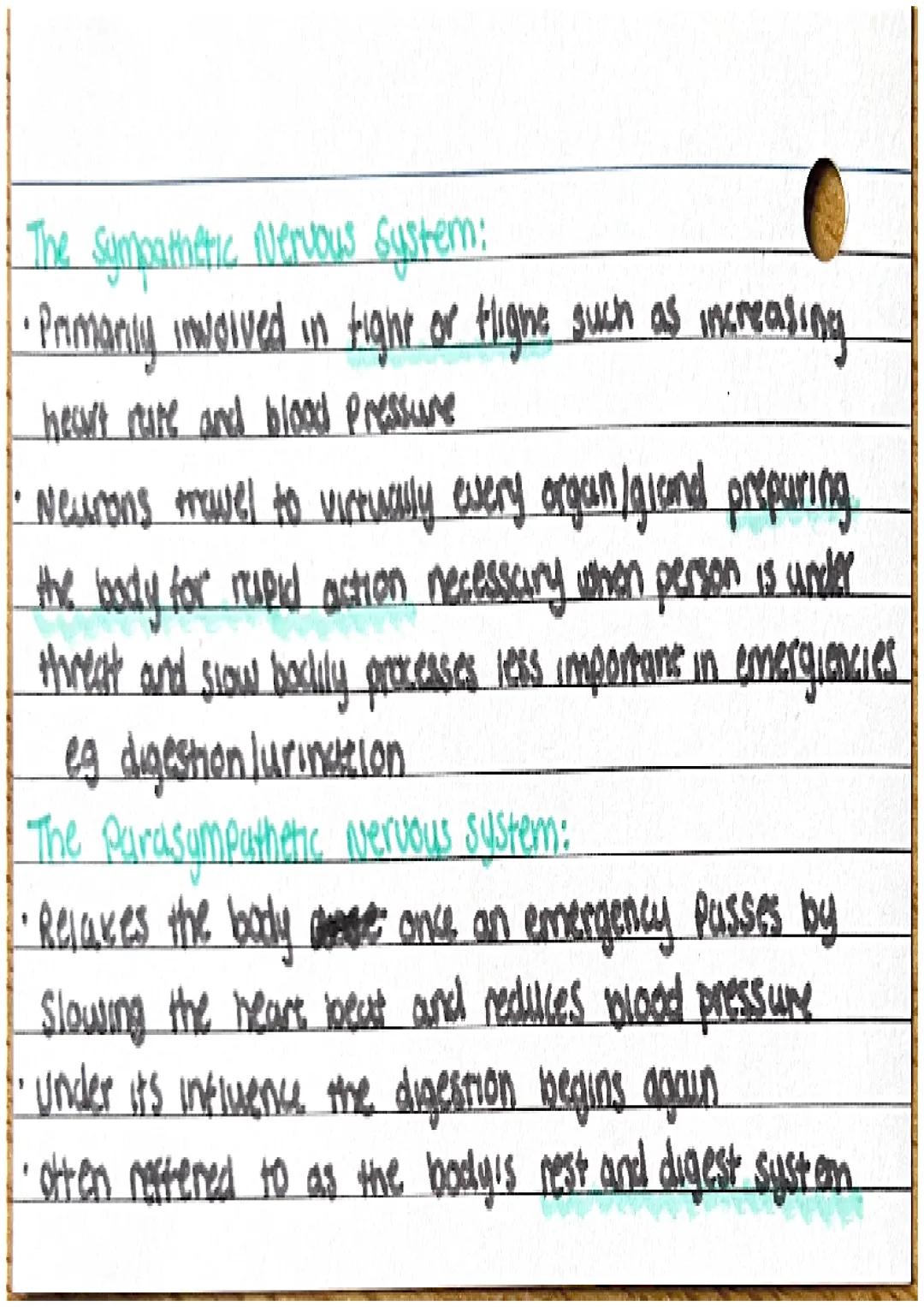 Biopsychology • Nervous system
Ceneral nervous system:
• comprised of the brown and spuncal coved
• function control of behaviour and regula