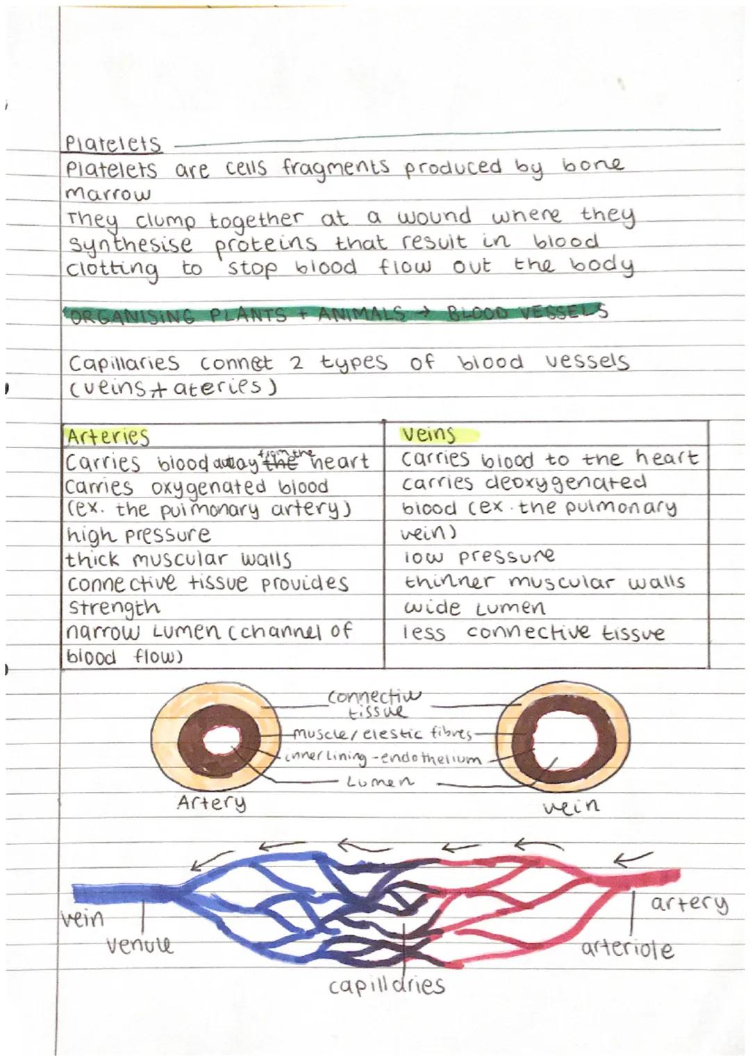# Biology REVISION 2

Organising plants + animals Blood

| Component       | Functions (s)
| --------------- | -----------------------------