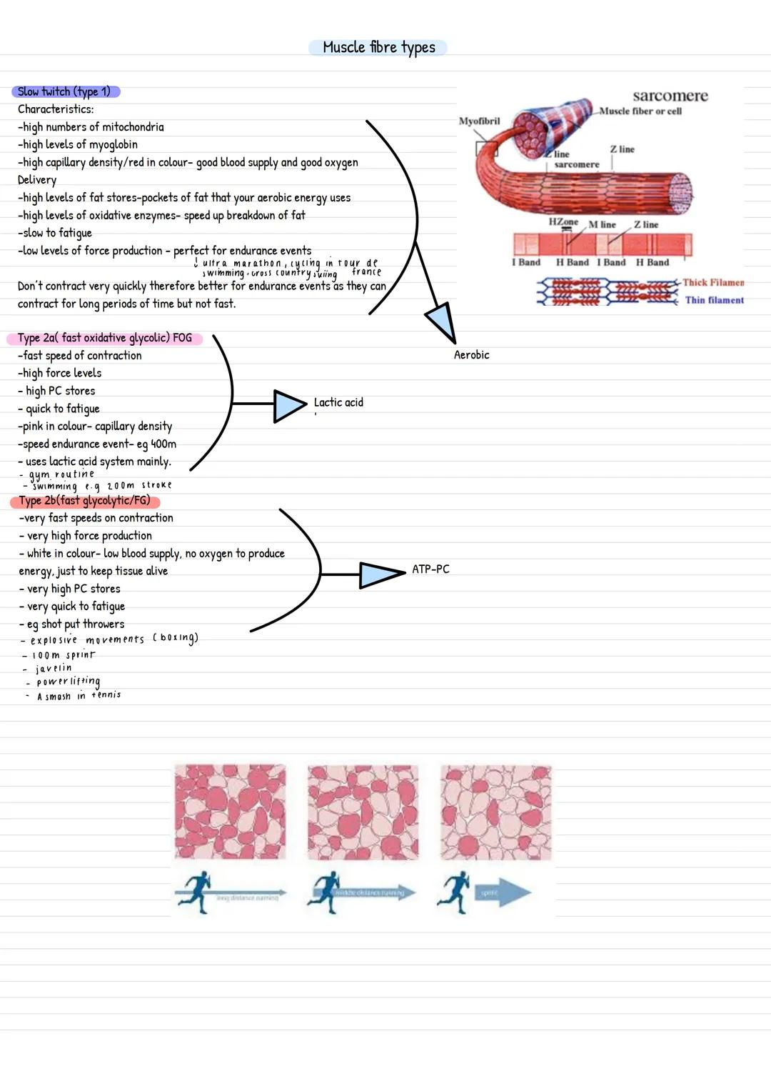 Slow twitch (type 1)
Characteristics:
-high numbers of mitochondrial
-high levels of myoglobin
-high capillary density/red in colour- good b
