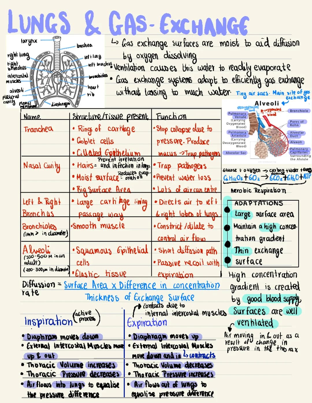 Simple Gas Exchange in the Lungs - Easy Diagram