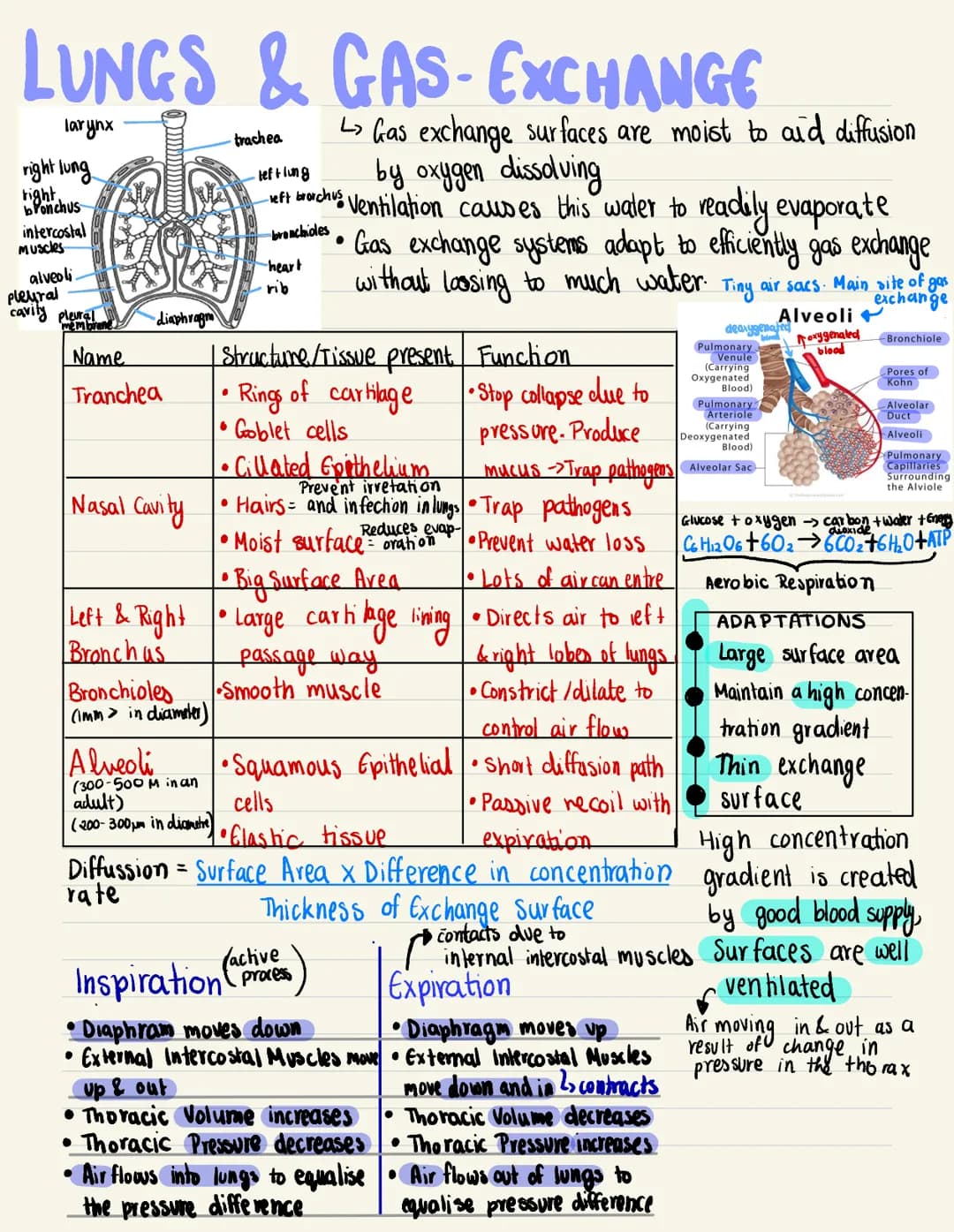 LUNGS & GAS-EXCHANGE
larynx
right lung
right.
bonchus
intercostal
muscles
alveoli.
pleyral
cavity pleural
membrane
diaphragm
Name
Tranchea
N