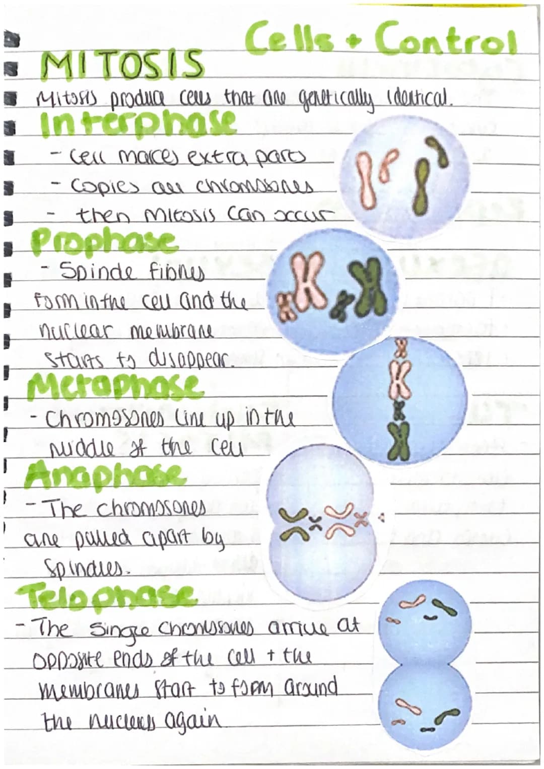 B MITOSIS
• Mitosis produce cells that are genetically identical.
Interphase
- cell marces extra part
- Copies all chromosones
then Mitosis 