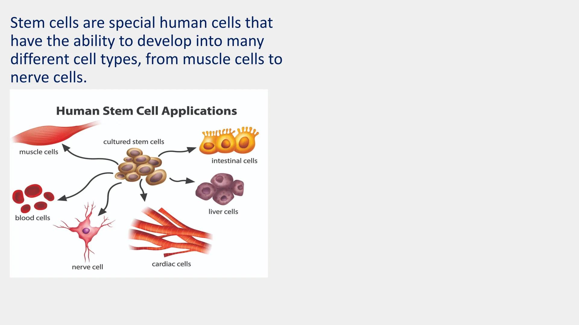 Stem cells are special human cells that
have the ability to develop into many
different cell types, from muscle cells to
nerve cells.
Human 