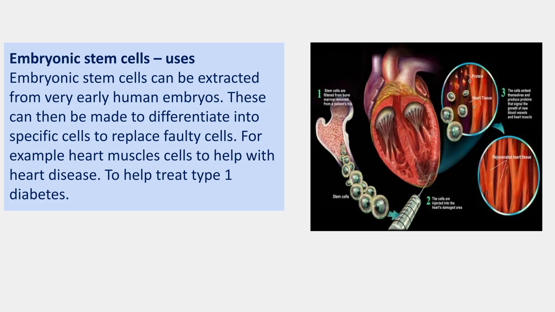 Stem cells are special human cells that
have the ability to develop into many
different cell types, from muscle cells to
nerve cells.
Human 