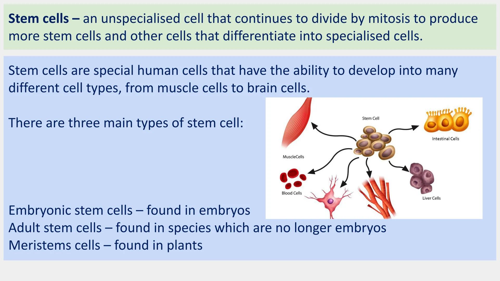 Stem cells are special human cells that
have the ability to develop into many
different cell types, from muscle cells to
nerve cells.
Human 