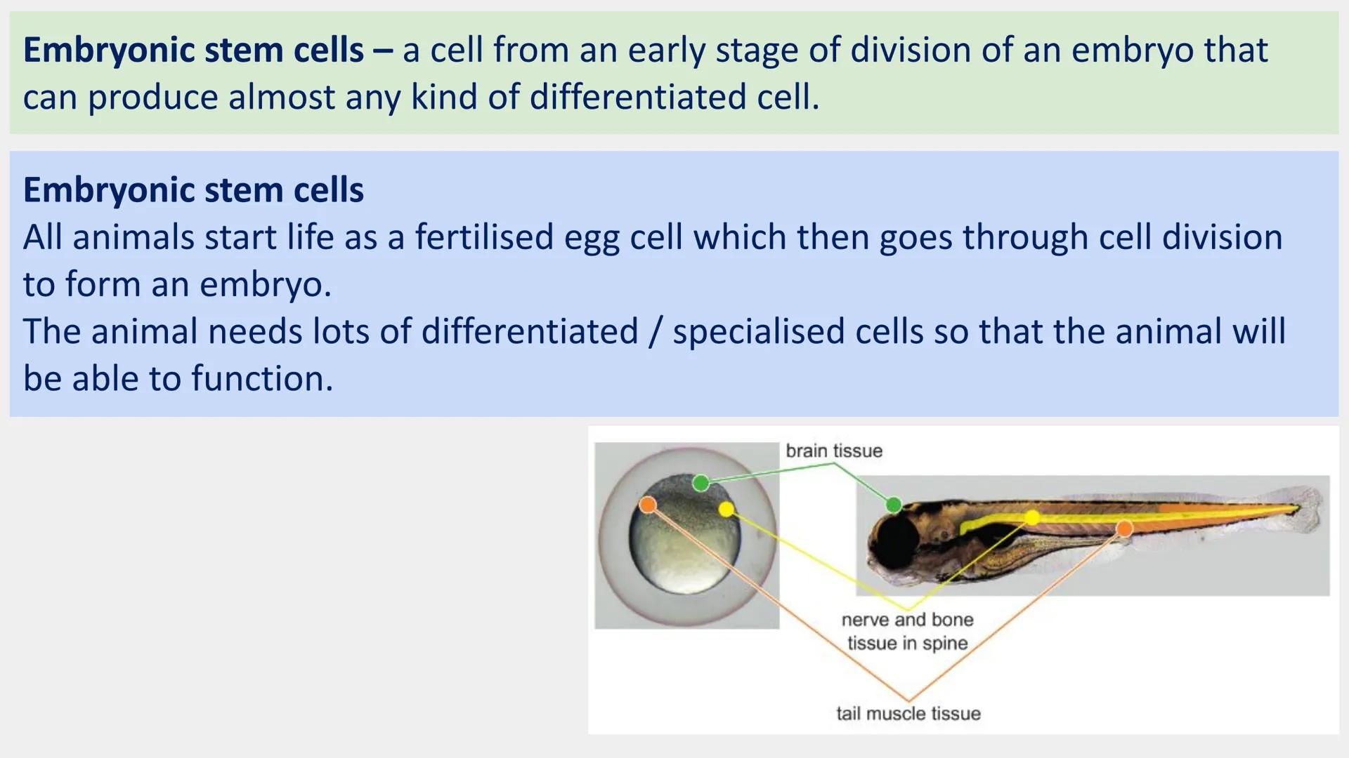Stem cells are special human cells that
have the ability to develop into many
different cell types, from muscle cells to
nerve cells.
Human 