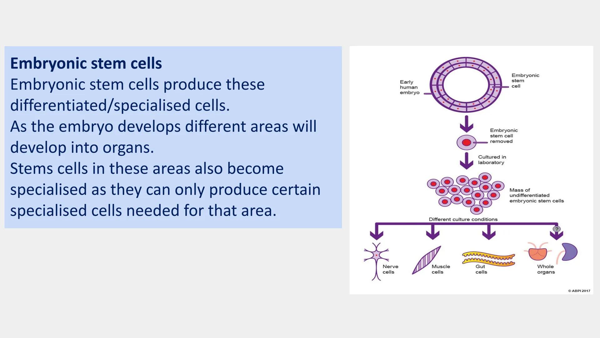 Stem cells are special human cells that
have the ability to develop into many
different cell types, from muscle cells to
nerve cells.
Human 