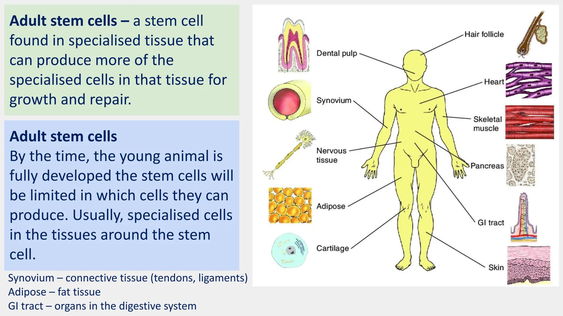 Stem cells are special human cells that
have the ability to develop into many
different cell types, from muscle cells to
nerve cells.
Human 