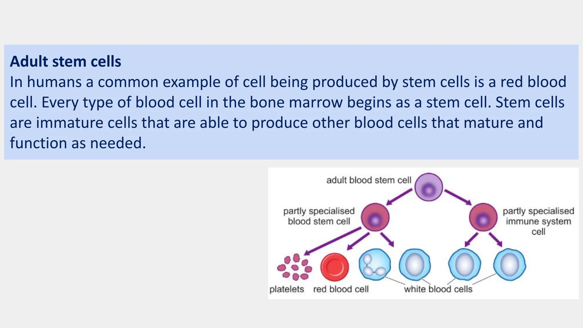Stem cells are special human cells that
have the ability to develop into many
different cell types, from muscle cells to
nerve cells.
Human 