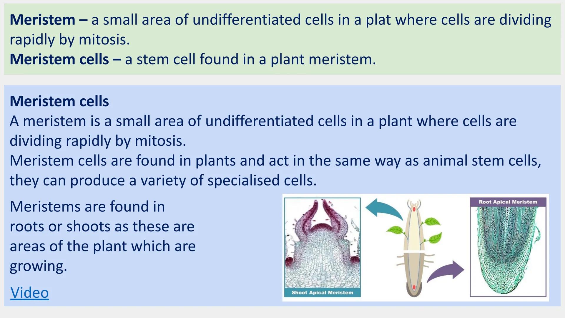 Stem cells are special human cells that
have the ability to develop into many
different cell types, from muscle cells to
nerve cells.
Human 