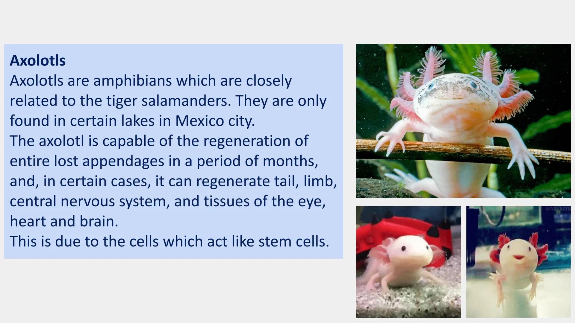 Stem cells are special human cells that
have the ability to develop into many
different cell types, from muscle cells to
nerve cells.
Human 