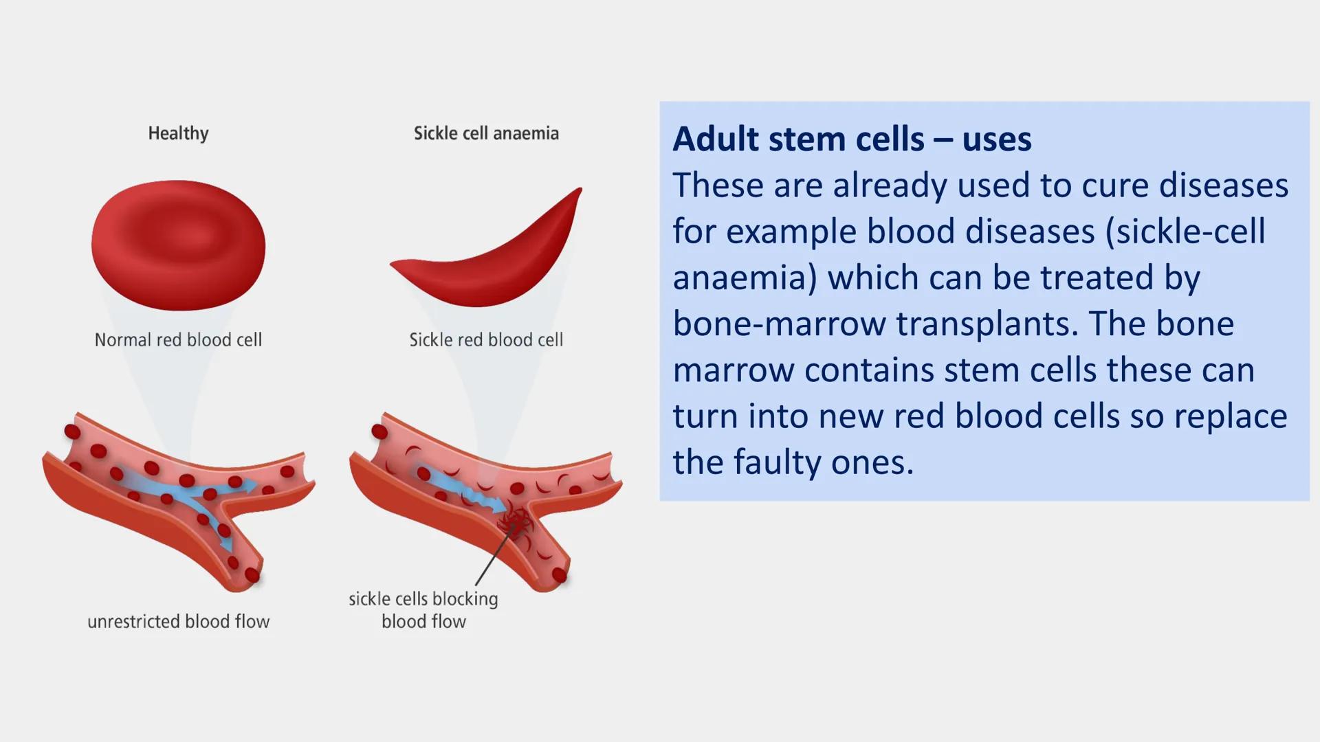 Stem cells are special human cells that
have the ability to develop into many
different cell types, from muscle cells to
nerve cells.
Human 