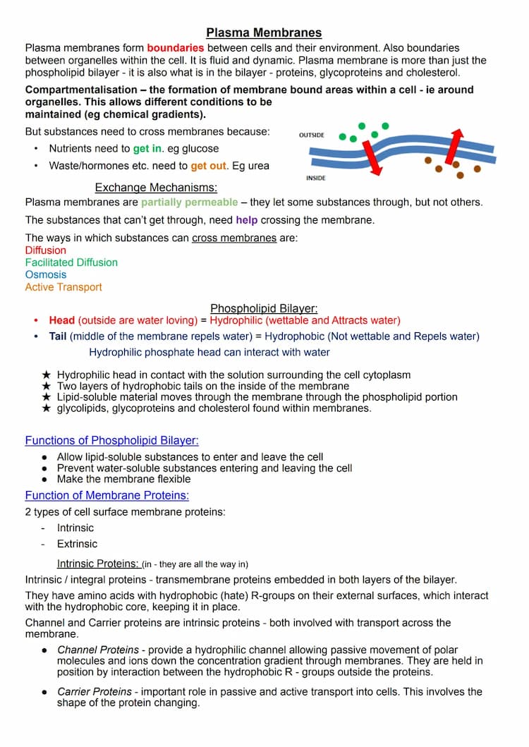 Simply explained: How Cell Membranes Work: Plasma Membrane Tricks 