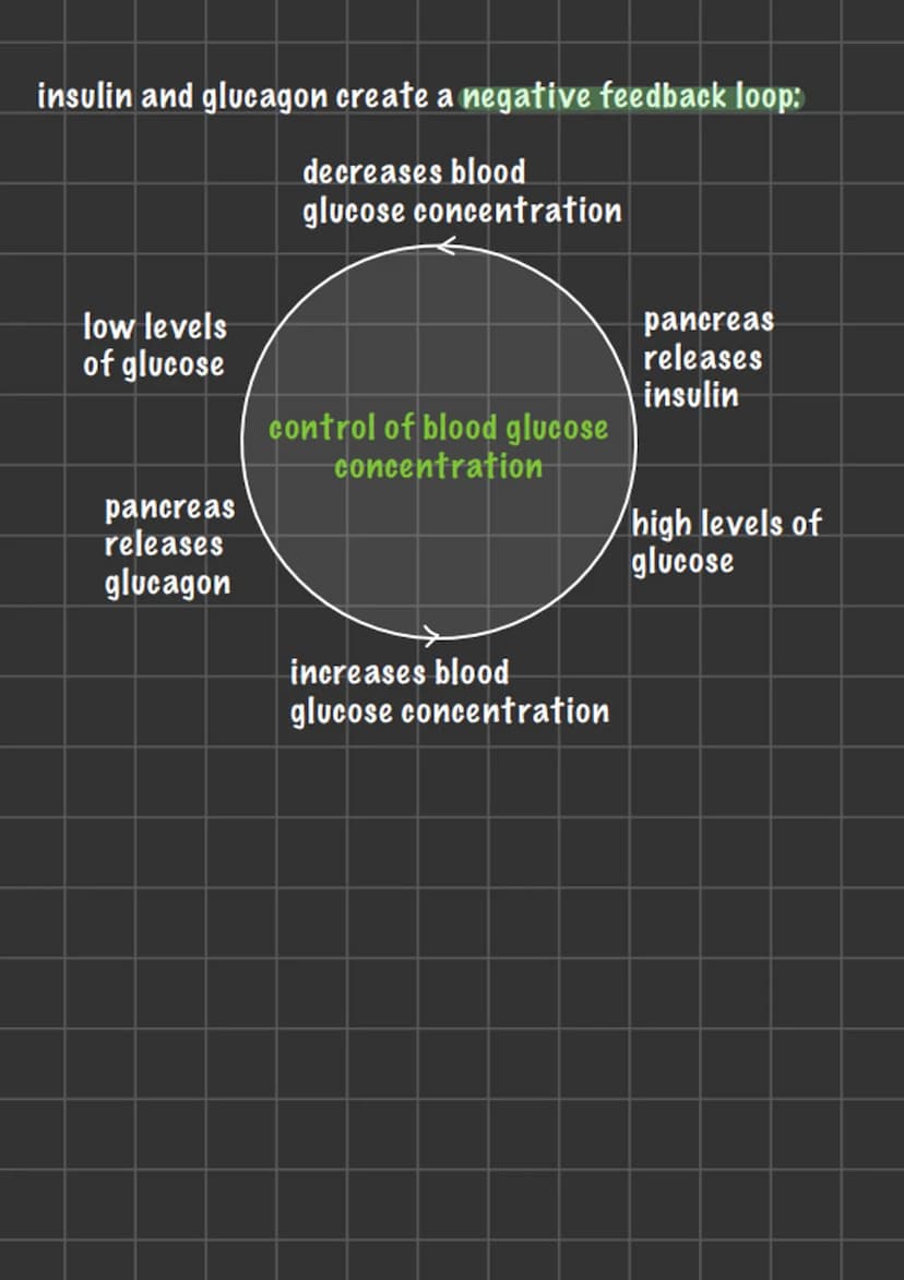 controlling blood glucose
concentration
T
we need a good amount of sugar in our blood so our cell
have a constant supply of glucose for resp