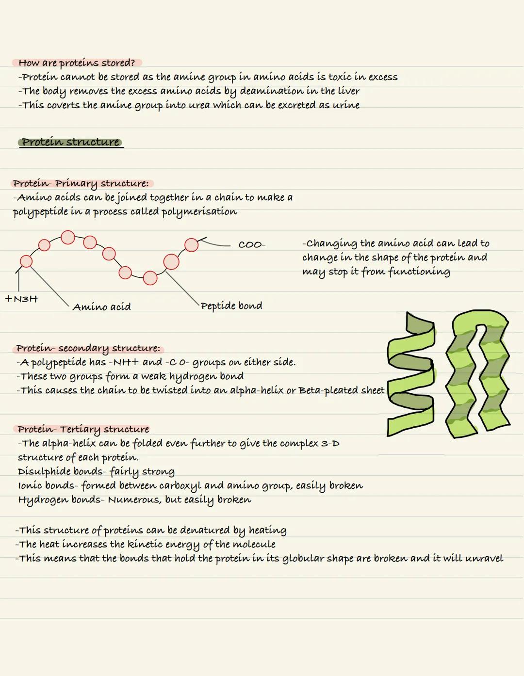 Proteins and amino acids
Protein:
-Amino acids are monomer units
-Form a polymer called polypeptide
-combine to form proteins
Protein molecu