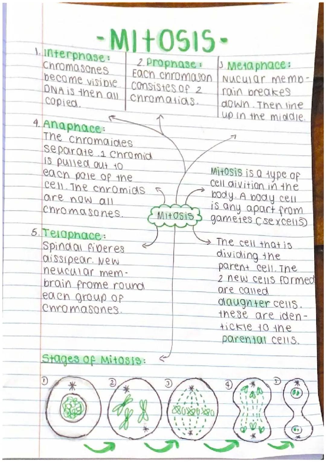 Discover the 4 Stages of Mitosis: Simple Guide with Diagrams