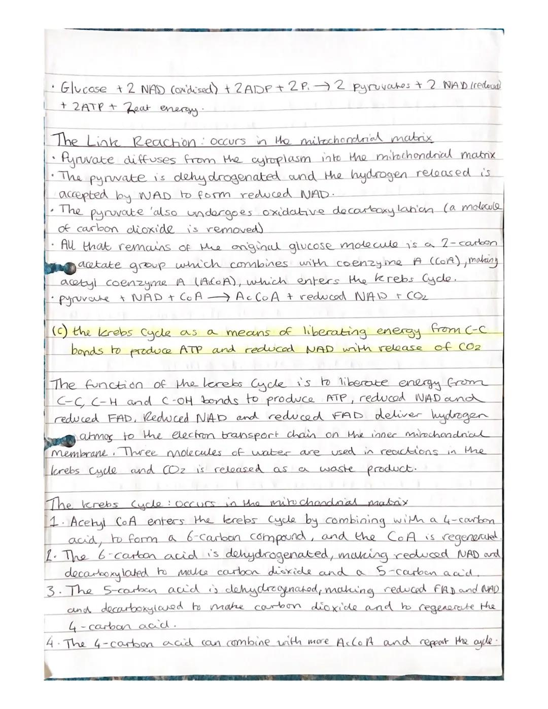 Respiration Notes

(a) The need for all living organisms to carry out respiration in
order to provide energy in the cell.

• Respiration is 