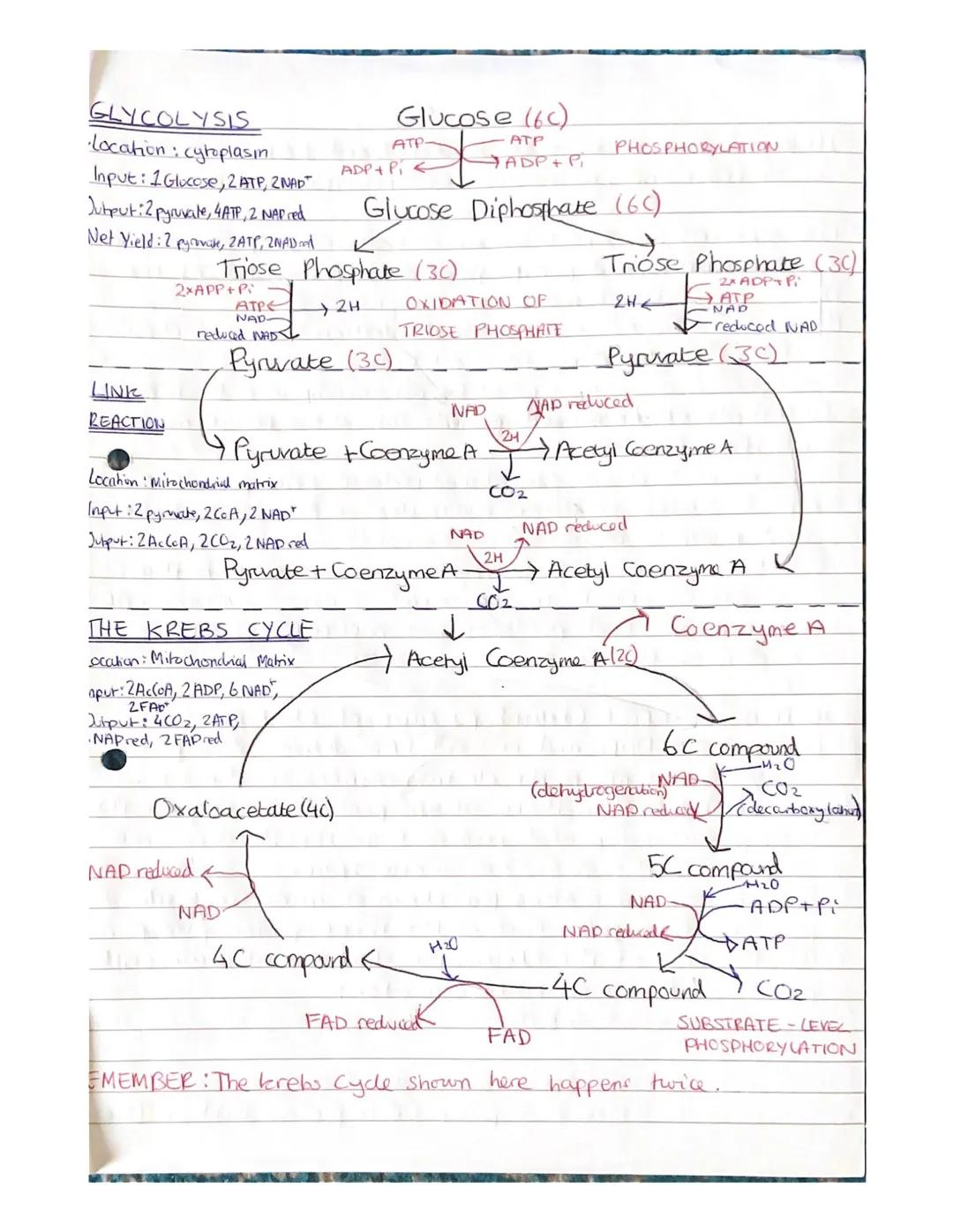 Respiration Notes

(a) The need for all living organisms to carry out respiration in
order to provide energy in the cell.

• Respiration is 