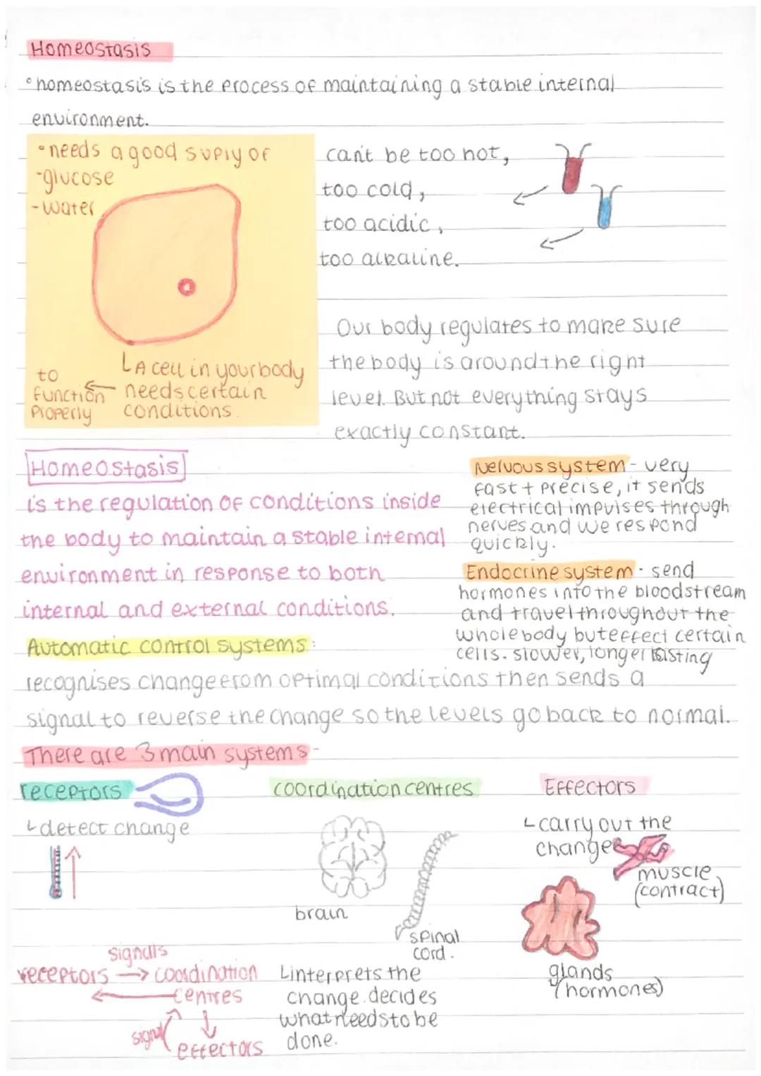 Homeostasis
• homeostasis is the process of maintaining a stable internal
environment.
• needs a good suply of
-glucose
-water
Our body regu