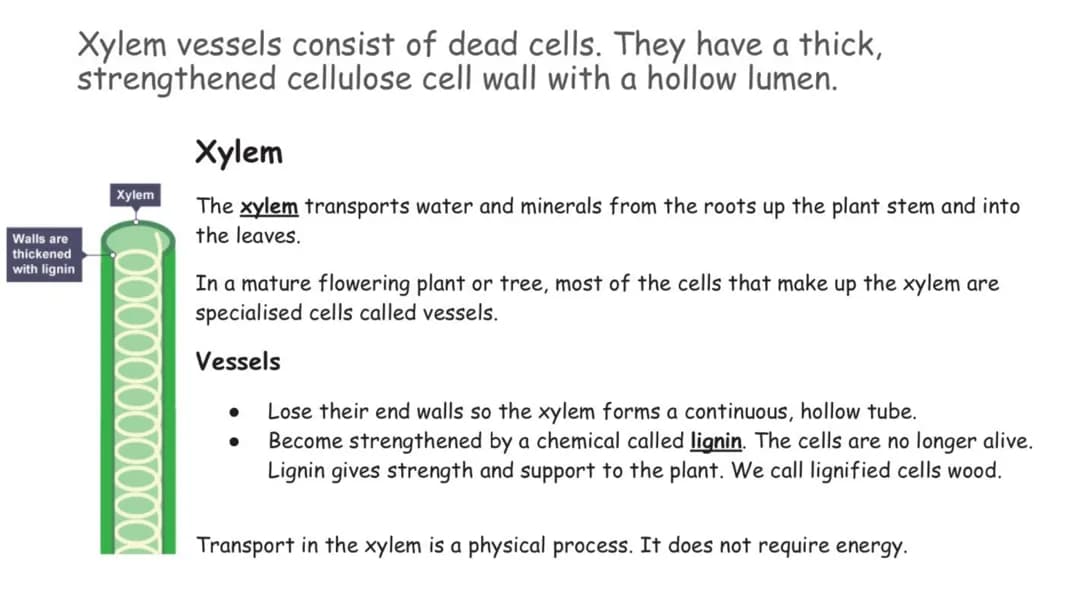 Xylem and Phloem Cells 