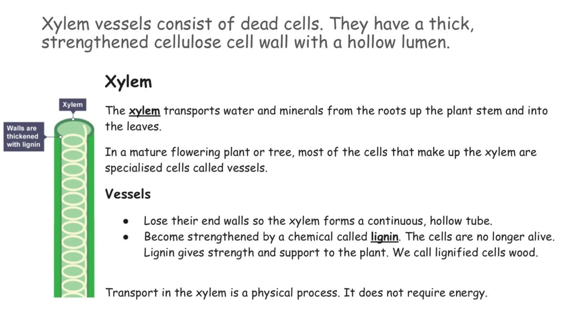 Phloem consists of columns of living cells.
Sieve plate
Cytoplasm
Phloem
Companion
cell
The phloem moves food substances that the plant has 