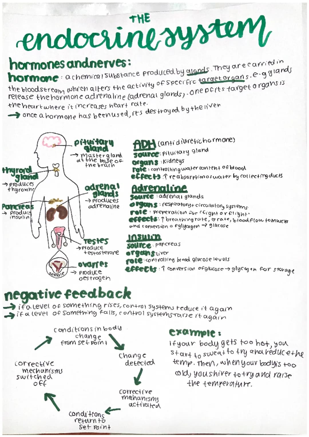 endocrine system
hormones andnerves:
hormone achemical substance produced by glands. They are carried in
the bloodstream which alters the ac