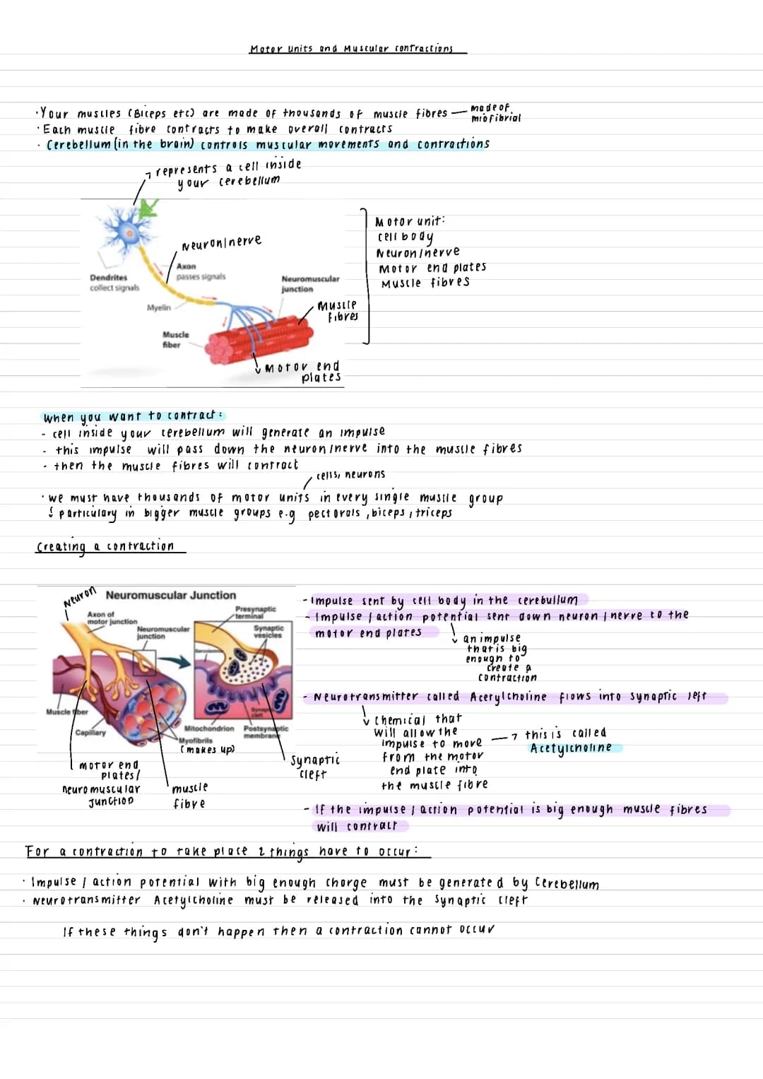 How Muscles Work: The Neuromuscular Junction and More!