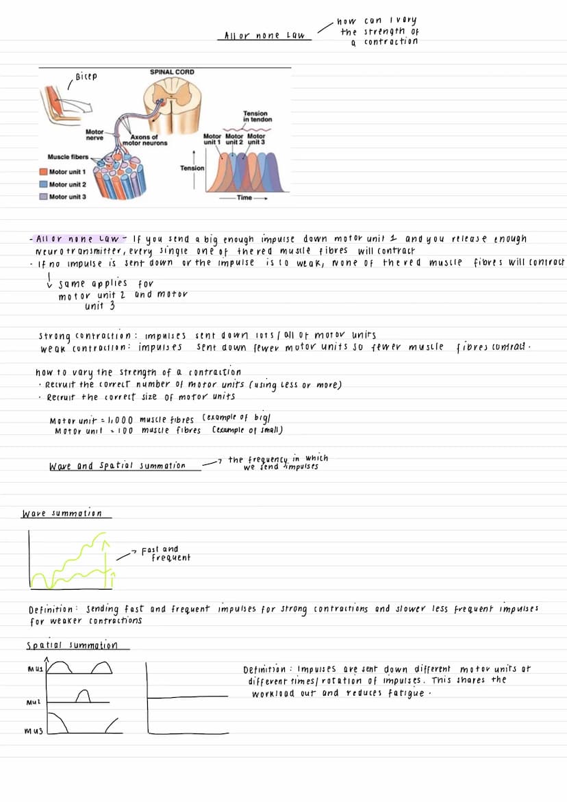 •Your muscles (Biceps etc) are made of thousands of muscle fibres
• Each muscle fibre contracts to make overall contracts
Cerebellum (in the
