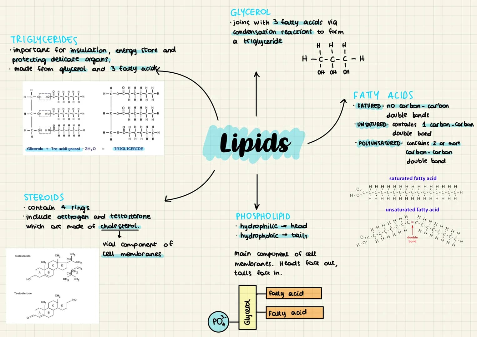 Lipids are not polymers made of many monomers.
• All contain hydrocarbons but many contain other components.
.
Lipid structure I components 