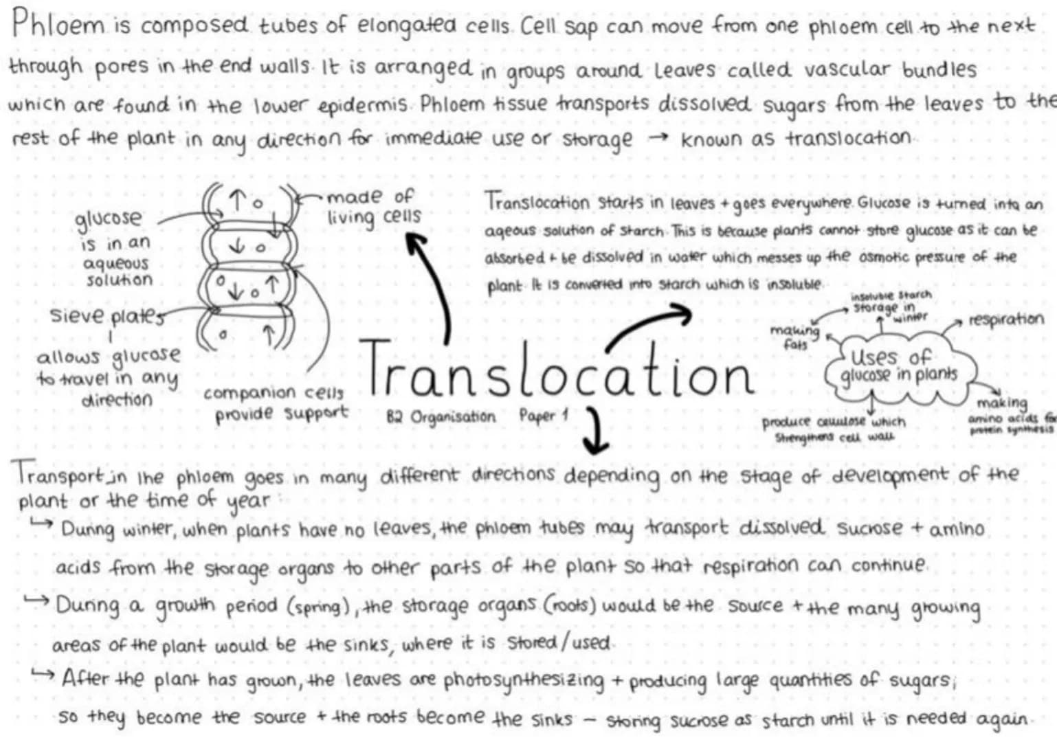Phloem is composed tubes of elongated cells. Cell sap can move from one phloem cell to the next
through pores in the end walls. It is arrang