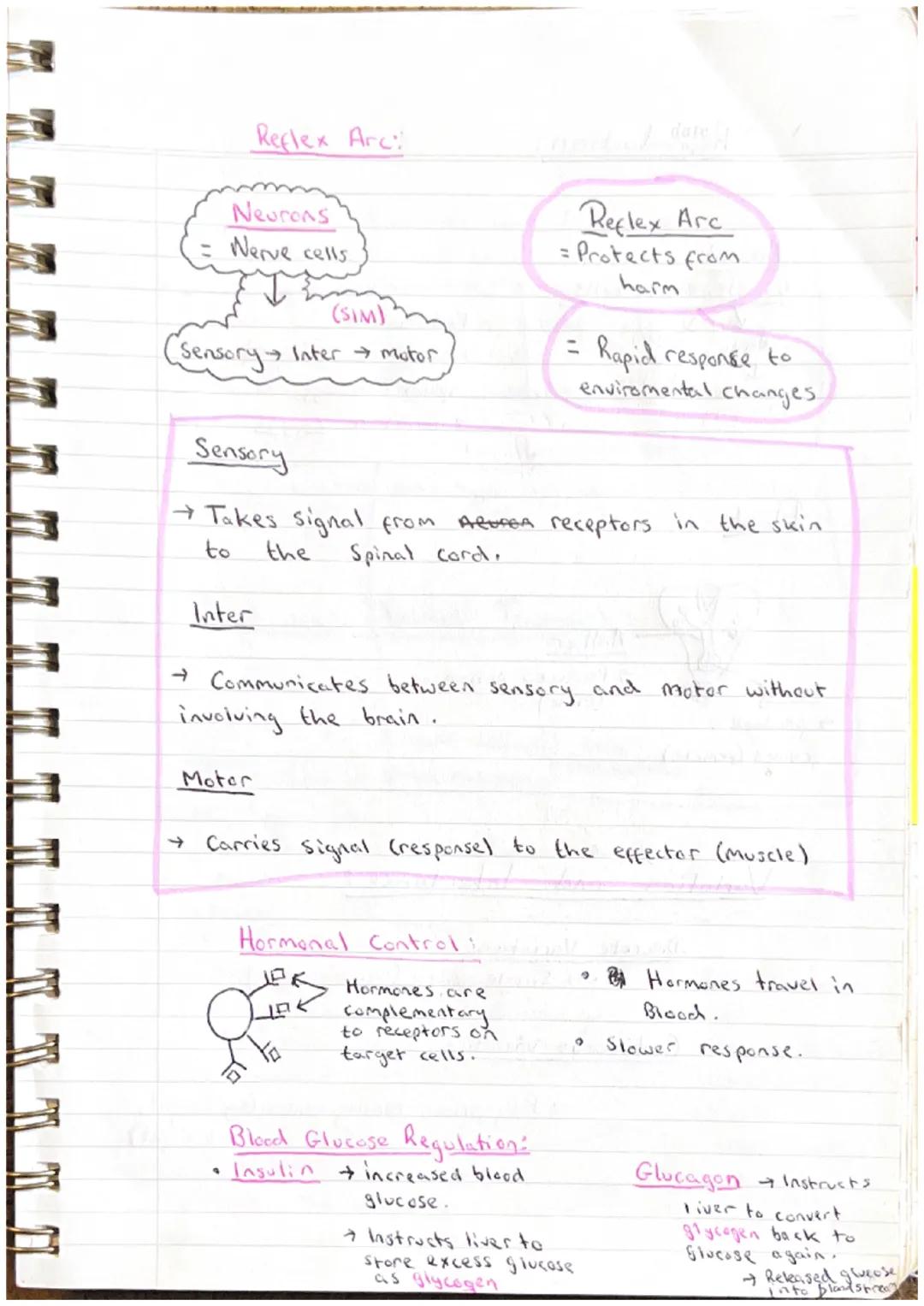 Biology
date
Multicellular Organisms
Absorption of materials
Features of absorption tissues
* Large surface area * One cell thick * Good blo
