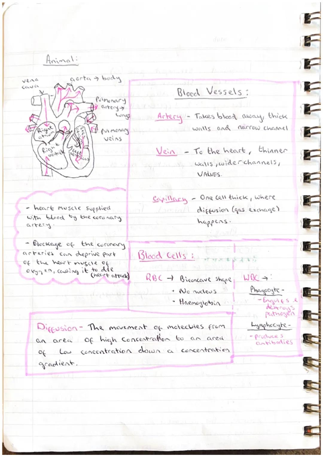 Biology
date
Multicellular Organisms
Absorption of materials
Features of absorption tissues
* Large surface area * One cell thick * Good blo