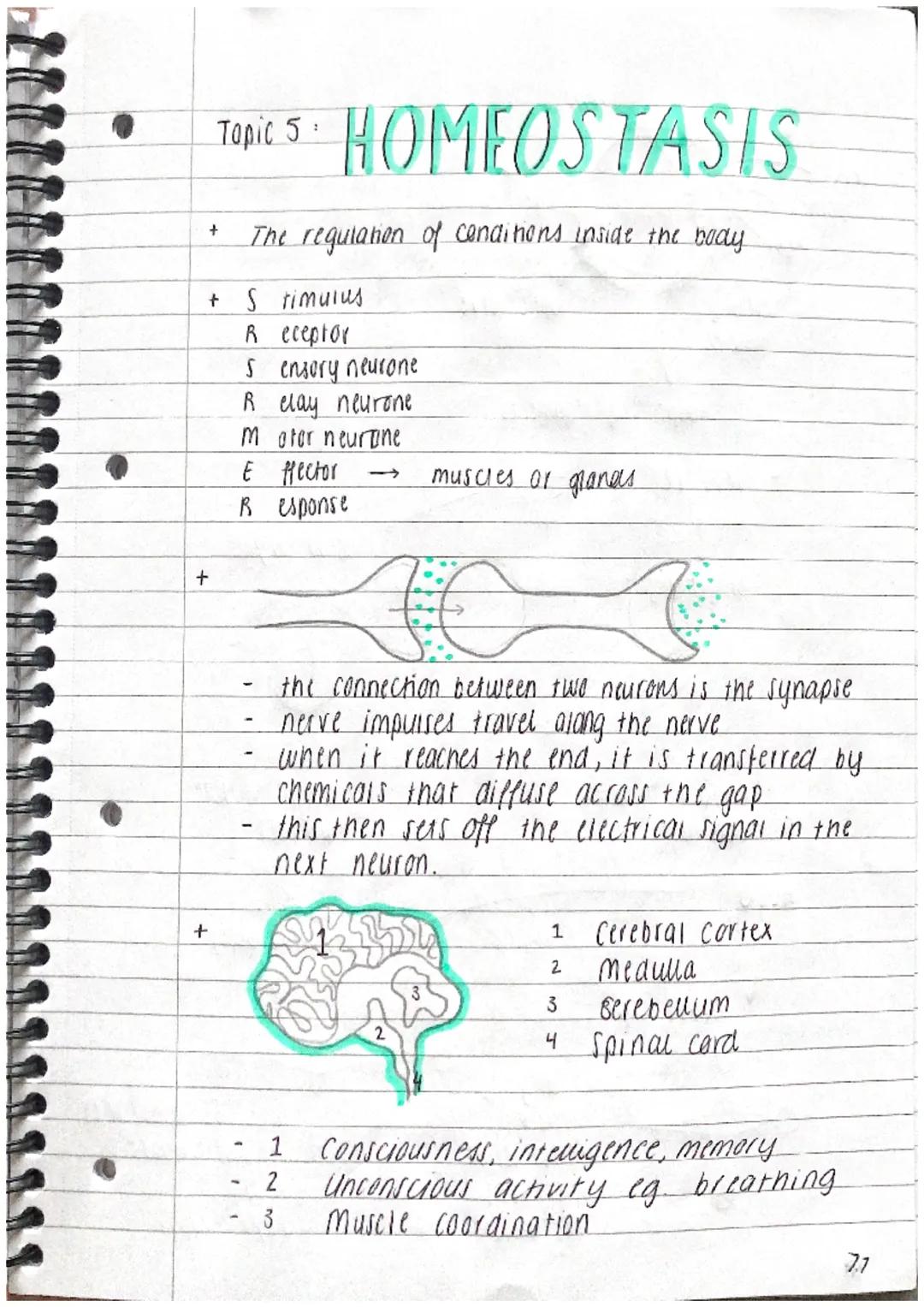 +
Topic 5 HOMEOSTASIS
The regulation of conditions inside the body
+ Stimulus
R eceptor
+
+
Sensory neurone
R clay neurone
Motor neurtine
E 