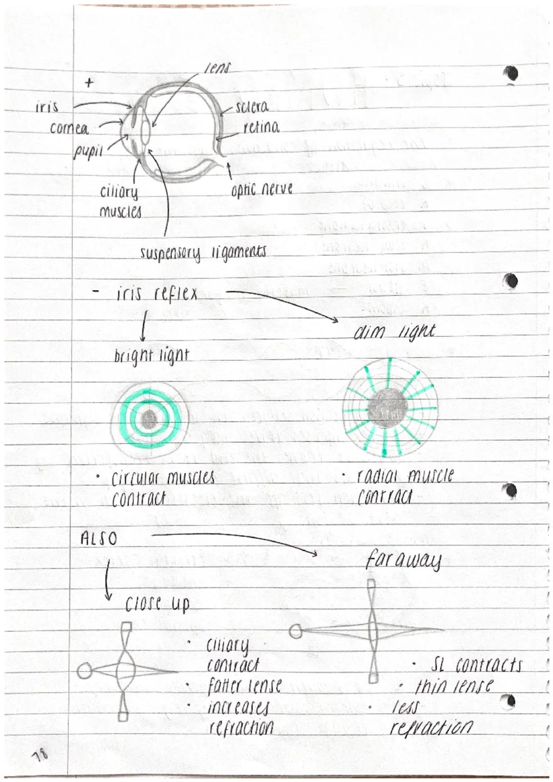 +
Topic 5 HOMEOSTASIS
The regulation of conditions inside the body
+ Stimulus
R eceptor
+
+
Sensory neurone
R clay neurone
Motor neurtine
E 