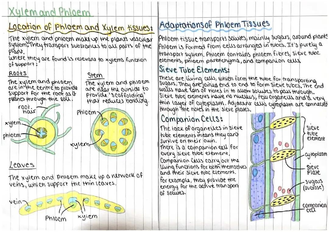 Transport in Plants: OCR A-Level Biology Notes and Exam Questions PDF