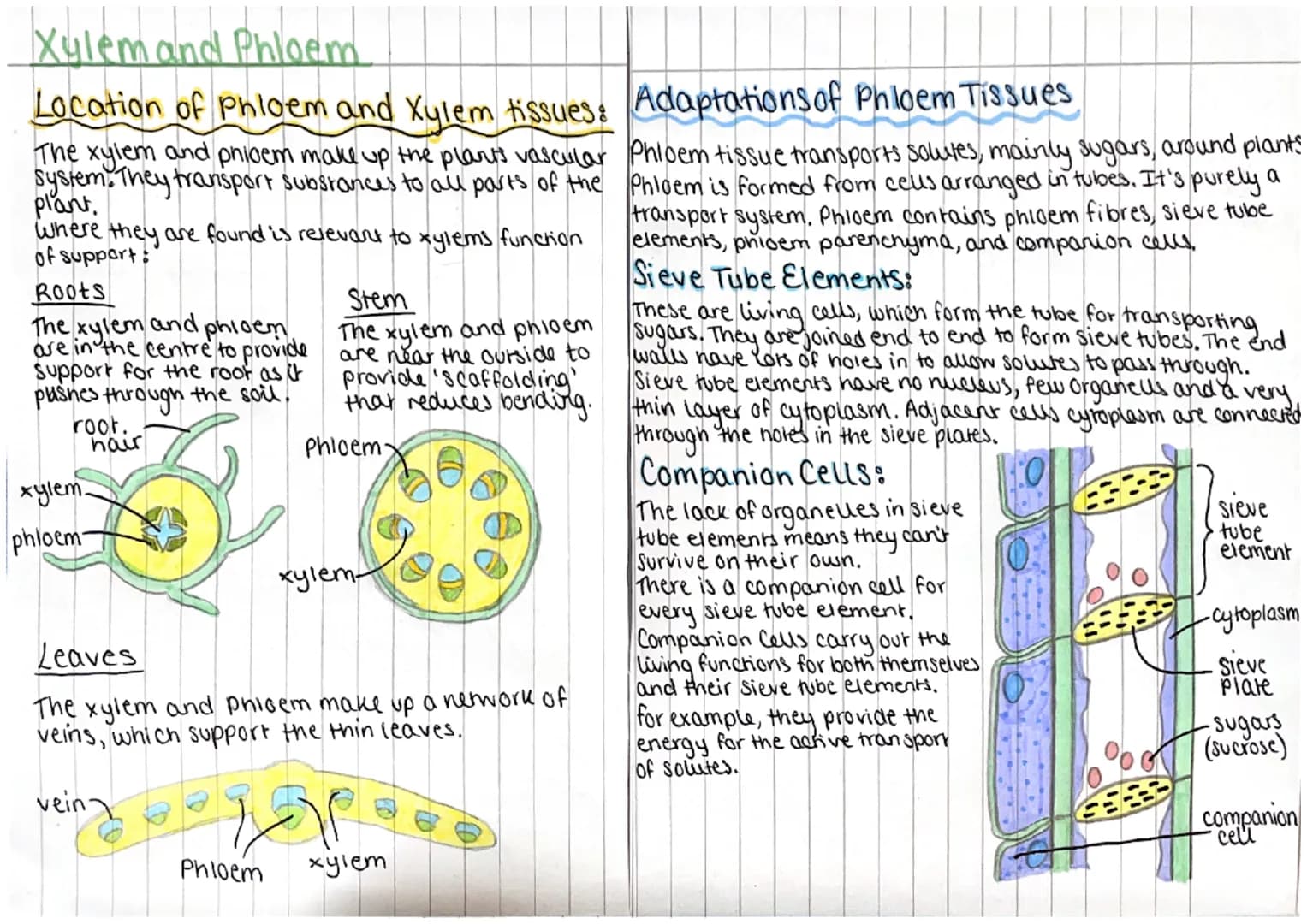 
<h2 id="locationofphloemandxylemtissues">Location of Phloem and Xylem Tissues</h2>
<p>The xylem and phloem make up the plants' vascular sys