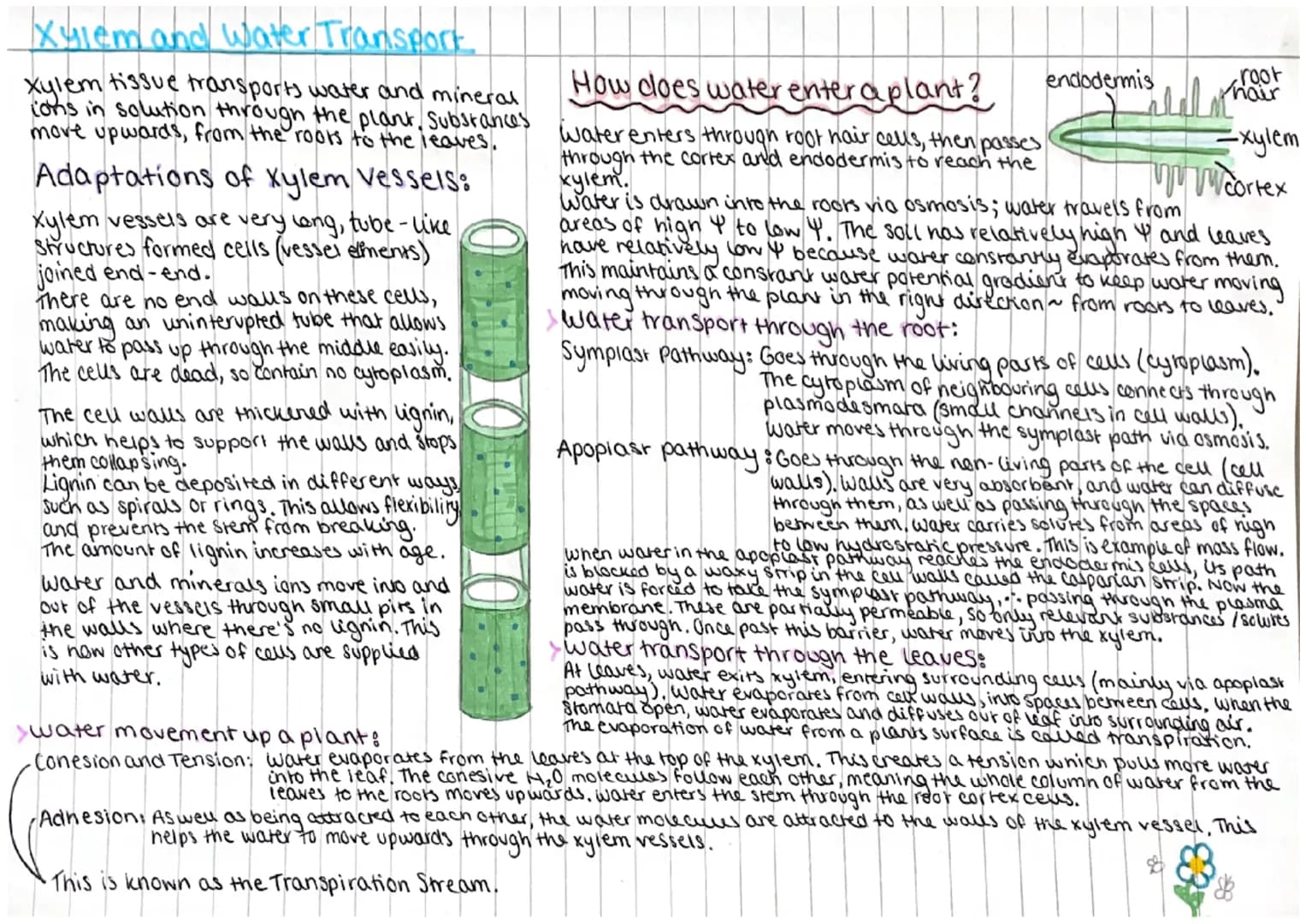 
<h2 id="locationofphloemandxylemtissues">Location of Phloem and Xylem Tissues</h2>
<p>The xylem and phloem make up the plants' vascular sys