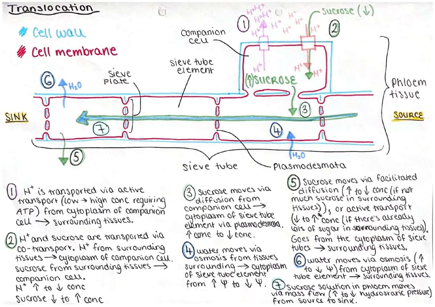 
<h2 id="locationofphloemandxylemtissues">Location of Phloem and Xylem Tissues</h2>
<p>The xylem and phloem make up the plants' vascular sys