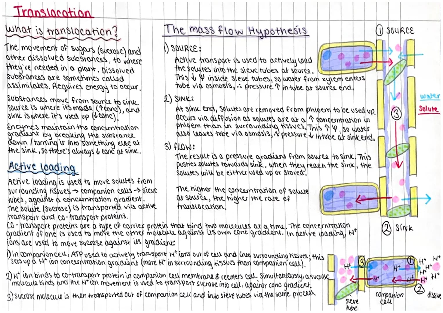 
<h2 id="locationofphloemandxylemtissues">Location of Phloem and Xylem Tissues</h2>
<p>The xylem and phloem make up the plants' vascular sys