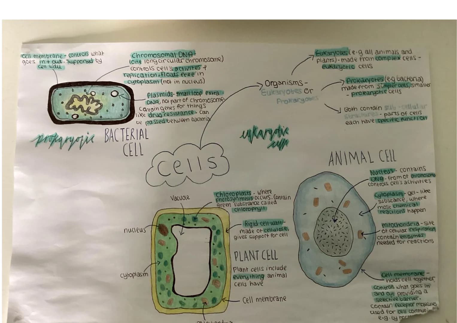 cell membrane - controls what
goes intout. Supported by
cell wal
Chromosomal DNA-
(one long circular chromosome)
controls cell's activites &